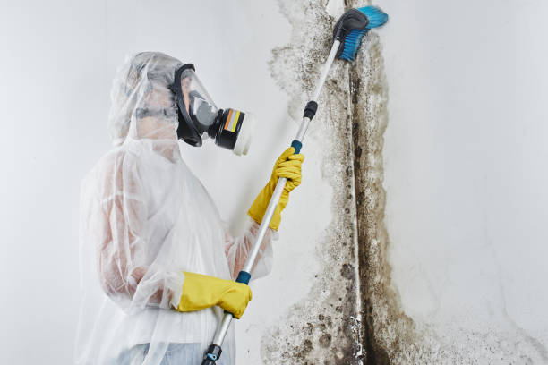 Best Water Damage & Mold Remediation in Hopewell, NJ